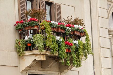 niewymagające kwiaty na balkon