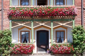 kwiaty balkonowe